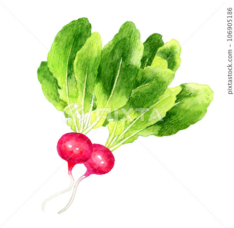 蘿蔔蔬菜手繪水彩插畫素材 蘿蔔蔬菜手繪水彩插畫素材 106905186