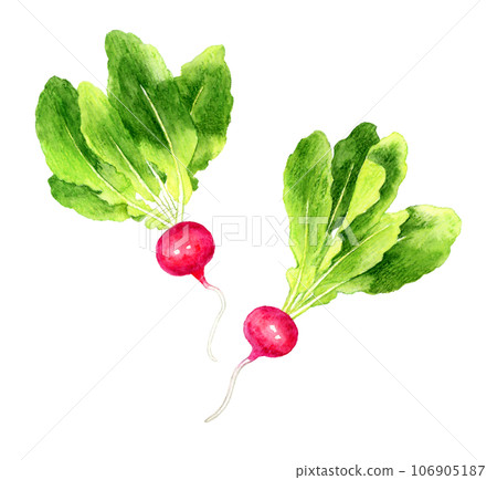 蘿蔔蔬菜手繪水彩插畫素材 106905187