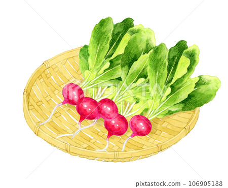 竹漏勺上的蘿蔔手繪水彩蔬菜插畫素材 106905188