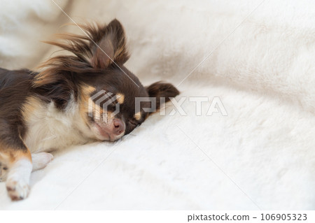 Chihuahua sleeping happily, space on the right side 106905323