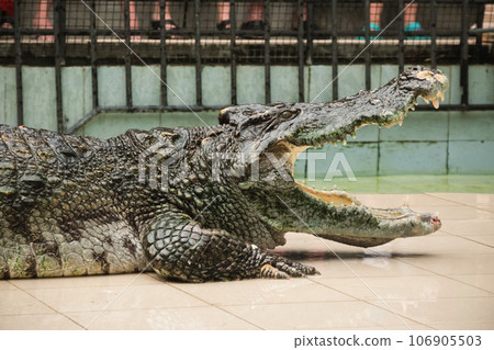 Crocodile show in Phuket zoo 106905503