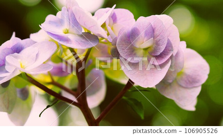 Pale purple and white flowers in the hydrangea garden Pale purple and white flowers in the hydrangea garden 106905526