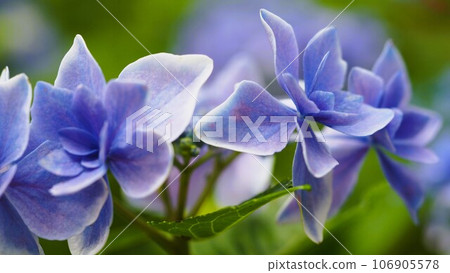 Blue flowers at the hydrangea garden 106905578