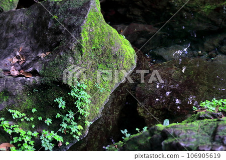 moss-covered rock 106905619