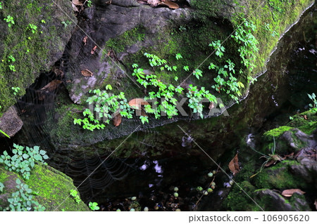 moss-covered rock moss-covered rock 106905620