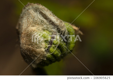 Mainspring Mainspring 106905625