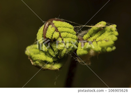 Mainspring Mainspring 106905626