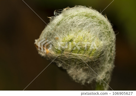 Mainspring Mainspring 106905627