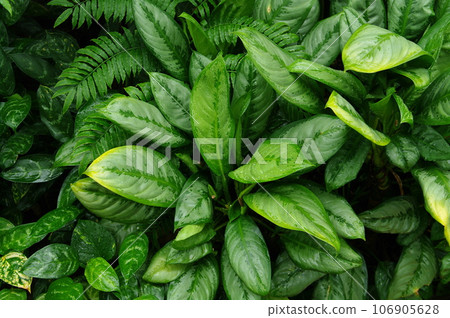 leaves of south american plants 106905628