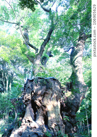 Shoguya Shrine的Oubusi Shoguya Shrine的Oubusi 106905629