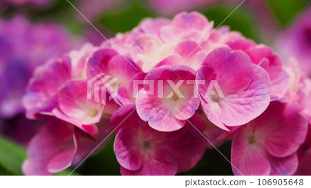 繡球花園裡的淡粉色和白色花朵 106905648