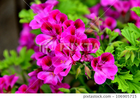 Regal Belargonium Burgundy 106905715