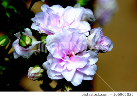 Ivy belargonium bridal rose 106905825