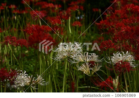 左手市權現堂堤岸上綻放的彼岸花 106905869