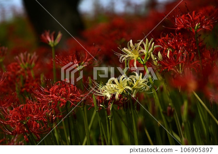 Higanbana blooming on the Gongendo embankment in Satte City 106905897