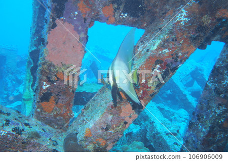 紅色 kukuri 和魚礁水下照片沖繩海座間味島 紅色 kukuri 和魚礁水下照片沖繩海座間味島 106906009