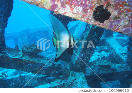 Red kukuri and fish reef underwater photo Okinawa sea Zamami Island Red kukuri and fish reef underwater photo Okinawa sea Zamami Island 106906010