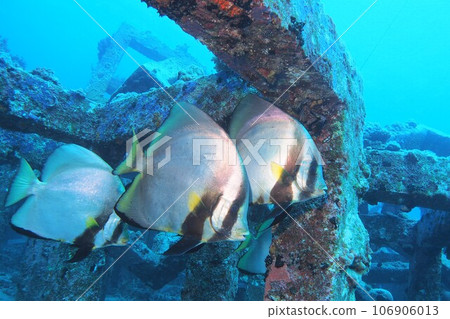 紅色 kukuri 和魚礁水下照片沖繩海座間味島 106906013