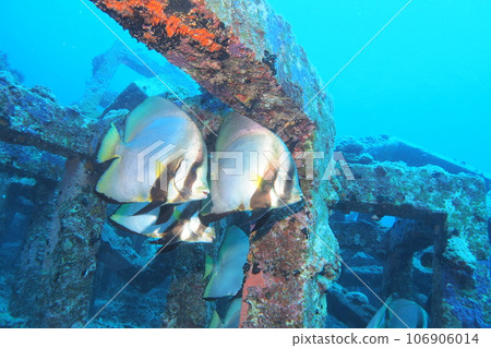 紅色 kukuri 和魚礁水下照片沖繩海座間味島 106906014