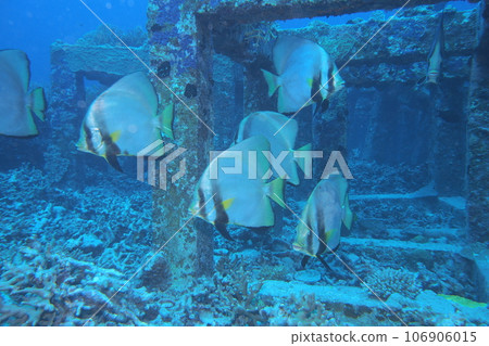 紅色 kukuri 和魚礁水下照片沖繩海座間味島 紅色 kukuri 和魚礁水下照片沖繩海座間味島 106906015