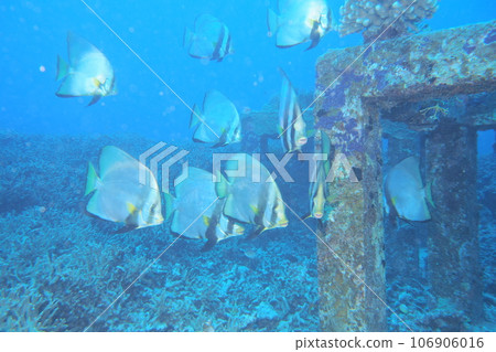 紅色 kukuri 學校和魚礁水下照片沖繩海座間味島 紅色 kukuri 學校和魚礁水下照片沖繩海座間味島 106906016