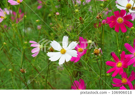 許多波斯菊花 許多波斯菊花 106906018