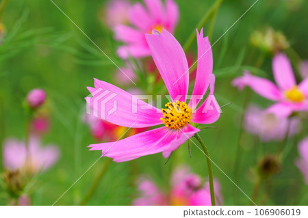許多波斯菊花 許多波斯菊花 106906019