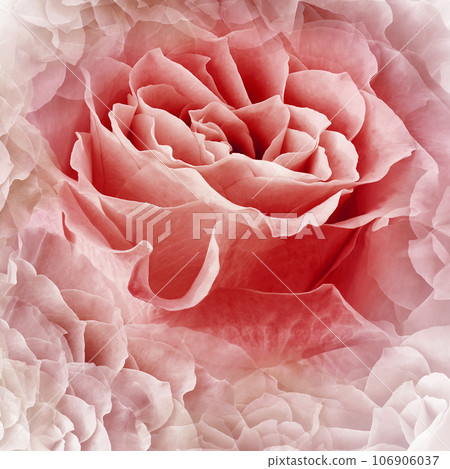 Flower red rose. Floral background. Close-up. Nature.. Flower red rose. Floral background. Close-up. Nature.. 106906037