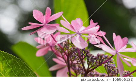 Pale pink flowers in the hydrangea garden Pale pink flowers in the hydrangea garden 106906128