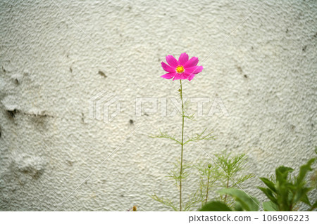 白牆和波斯菊 白牆和波斯菊 106906223