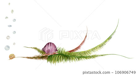 Hand drawn watercolor aquarium snail shell, algae and aquatic plants. Marine exotic underwater illustration. Isolated on white background. Design for shops, brochure, print, card, wall art, textile. Hand drawn watercolor aquarium snail shell, algae and aquatic plants. Marine exotic underwater illustration. Isolated on white background. Design for shops, brochure, print, card, wall art, textile. 106906749