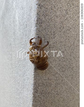 Cicada shell 106906809
