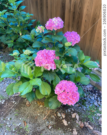 pink hydrangeas blooming in the garden 106906810