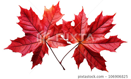 楓葉，PNG（AI） 106906825