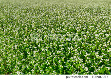 Buckwheat fields in full bloom in Togakushi, Shinshu Buckwheat fields in full bloom in Togakushi, Shinshu 106907014