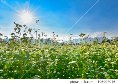 秋天天空和蕎麥花 106907016