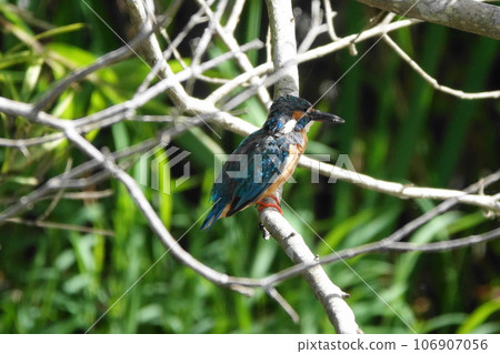 Kingfishes that stop on branches 106907056