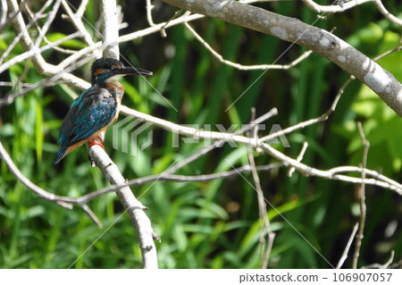 Kingfishes that stop on branches 106907057