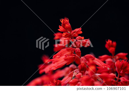 Bright red salvia petals and black background material Bright red salvia petals and black background material 106907101