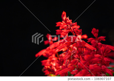Bright red salvia petals and black background material Bright red salvia petals and black background material 106907107