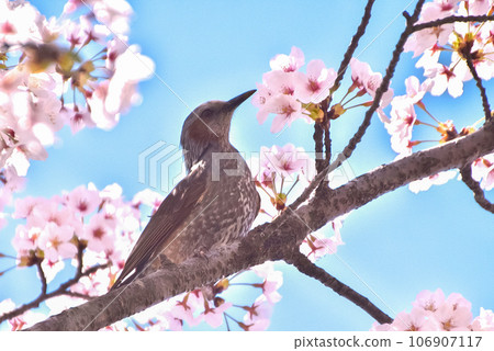 Profile of a bulbul perched on a branch of a cherry blossom tree in full bloom Profile of a bulbul perched on a branch of a cherry blossom tree in full bloom 106907117
