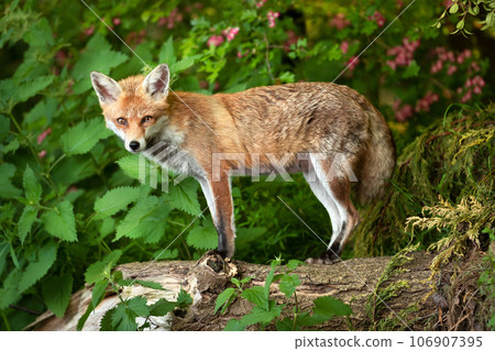 Red fox standing on a fallen tree in a forest Red fox standing on a fallen tree in a forest 106907395