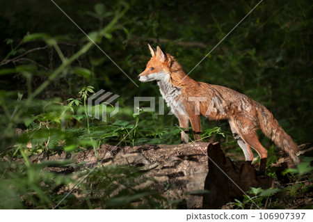 Close-up of a Red fox in a forest 106907397