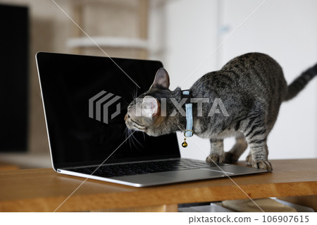 Cat and computer 106907615