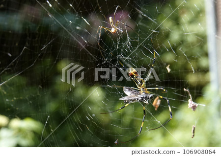 The spider that caught the food The spider that caught the food 106908064