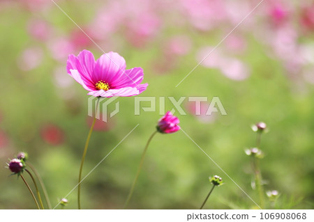 Pink cosmos flowers 106908068