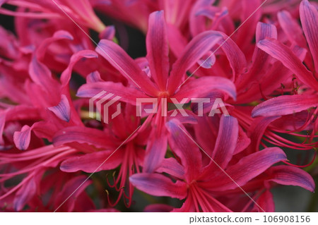 Nerine flowers that bloom beautifully in red 106908156