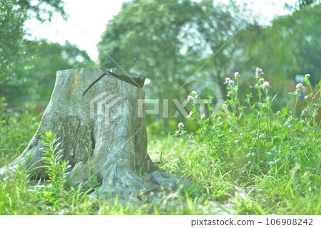 天然樹樁 天然樹樁 106908242