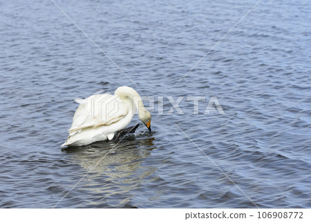 Swans on the shore of Lake Utonai Swans on the shore of Lake Utonai 106908772