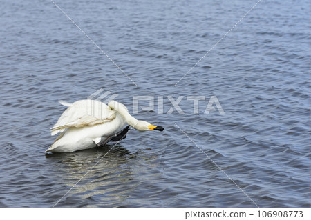 Swans on the shore of Lake Utonai Swans on the shore of Lake Utonai 106908773